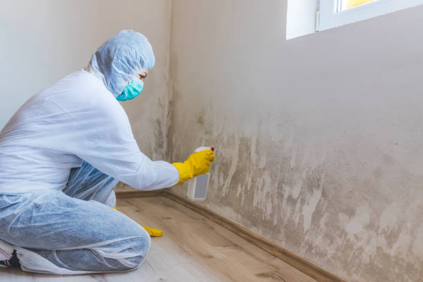 Licensed Basement Mold Removal service in Chantilly, VA - WQB Mold Removal