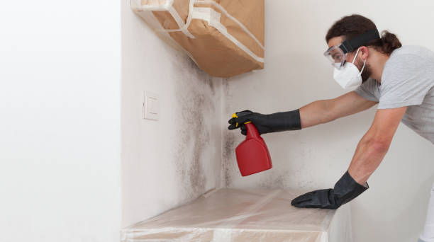 Professional Basement Mold Removal technician working in Chantilly, VA