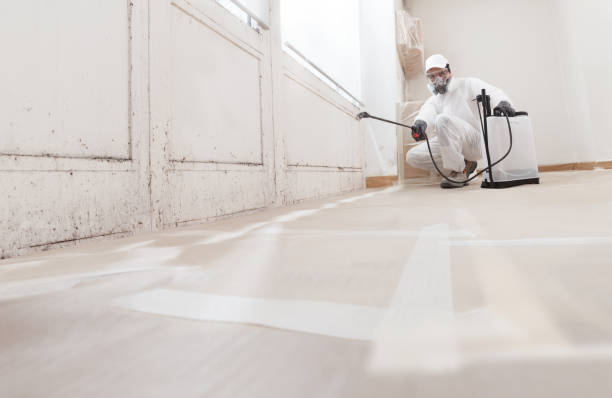 24/7 Emergency Basement Mold Removal experts in Chantilly, VA