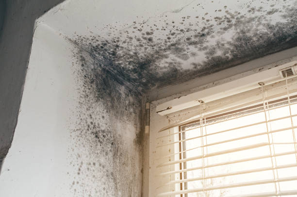 Affordable Basement Mold Removal solutions in Chantilly, VA