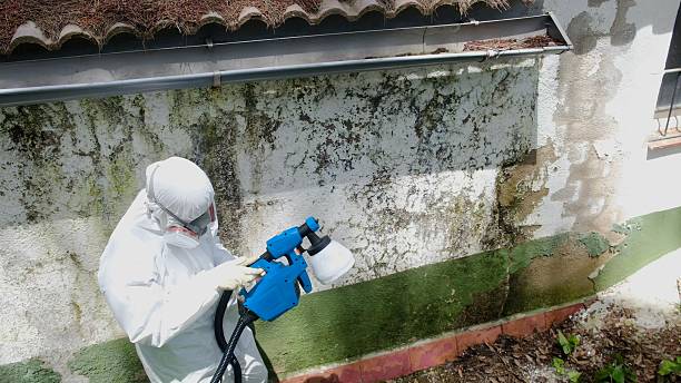Top rated local Basement Mold Removal specialists in Chantilly, VA